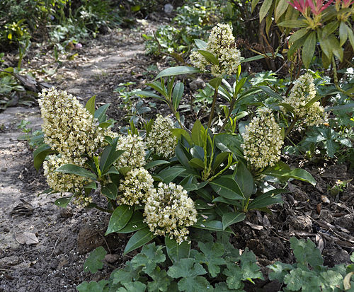 Skimmia anquetilia